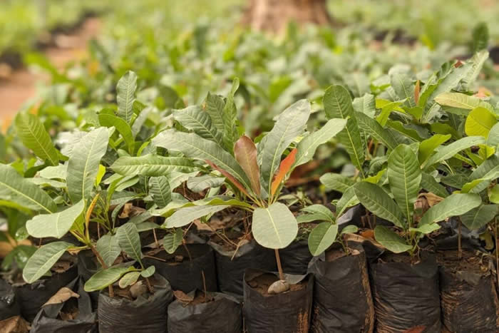 Raising and Nurturing Seedlings